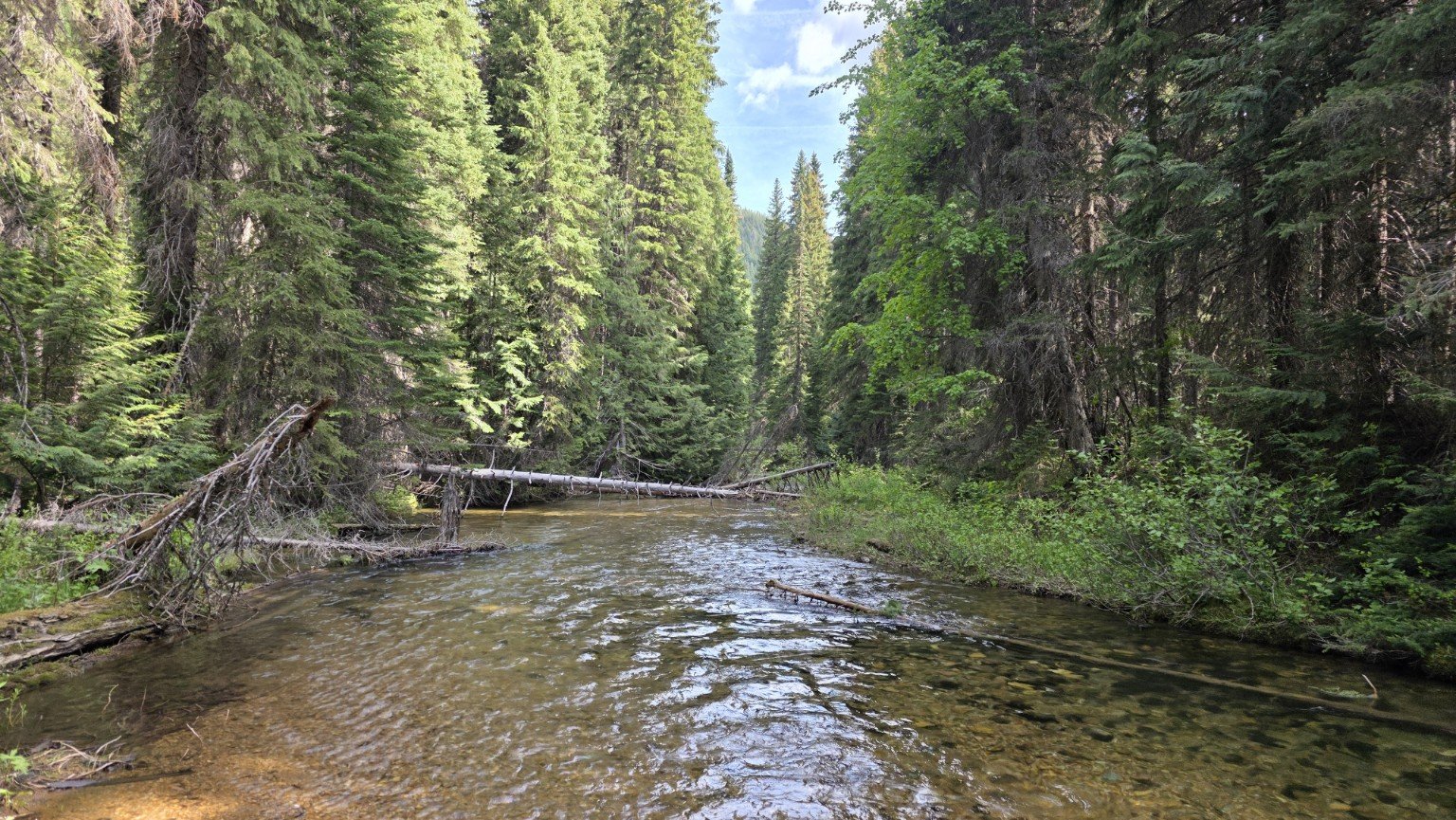 Clear forest creek