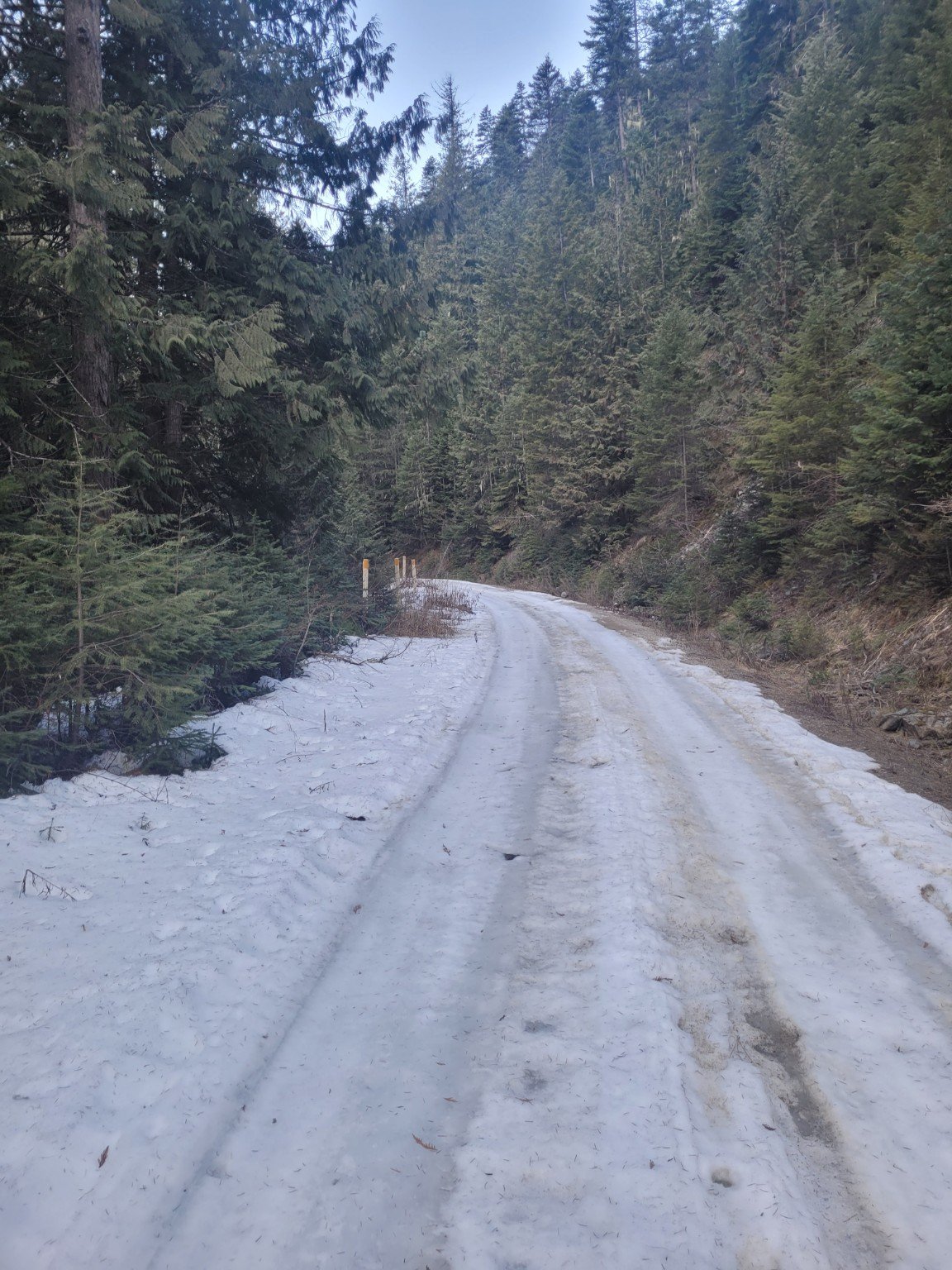 Wild squirrel near camp